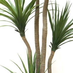 Alternative view of DRACAENA  NP_28_155  ΥΨΟΣ 155cm