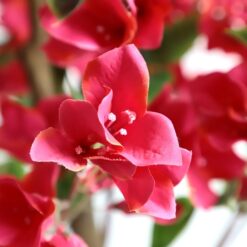 Alternative view of BOUGAINVILLEA  NP_70_120  ΥΨΟΣ 120cm