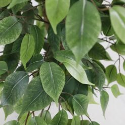Alternative view of FICUS TREE NP0081_210   ΥΨΟΣ 210cm