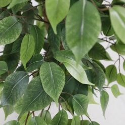Alternative view of FICUS TREE NP0078_120   YΨΟΣ 120cm