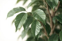 FICUS TREE NP230_210_UV  ΥΨΟΣ 210cm - Image 3